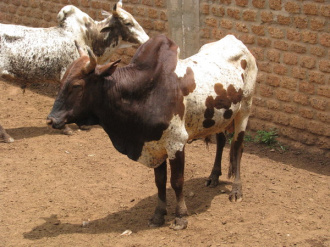 03 Un Zebu En Forme